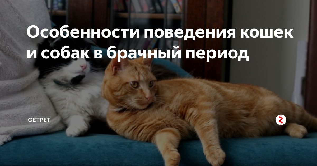 Мяуканье кота в брачный период. Звуки кошки в брачный период. Cat purring. Звуки кошки в брачный период. Кот релакс.