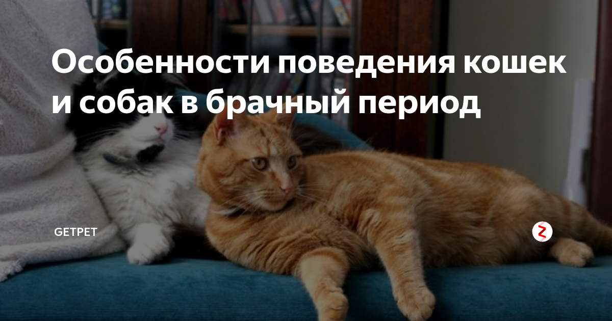 Звуки кота для кошки в брачный. Котик брачные игры. Брачный период у котов. Звуки кошек для кошек в брачный период. Звуки котов в брачный период.