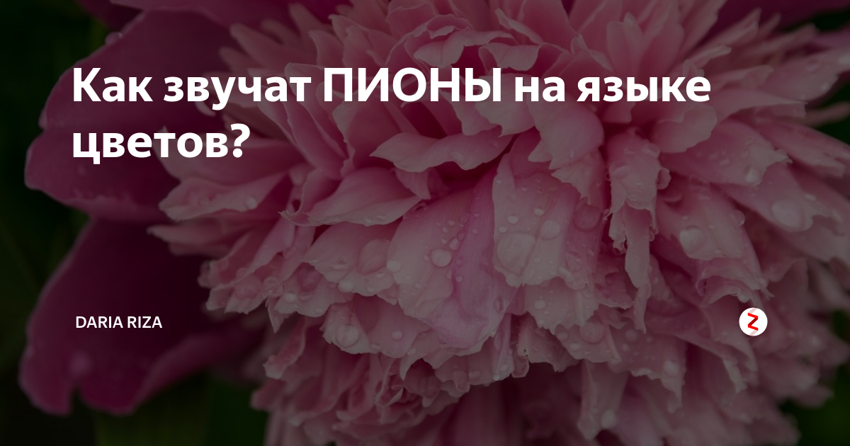 Значение пионов на языке цветов. Пионы на языке цветов. Что означают пионы на языке цветов. Пион значение цветка на языке цветов. Пионы значение цветка.