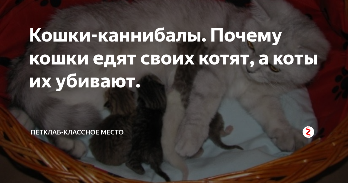 Почему кошка ест котят есть своих. Почему кошки съедают Котёнков?. Поедание новорожденных котят.