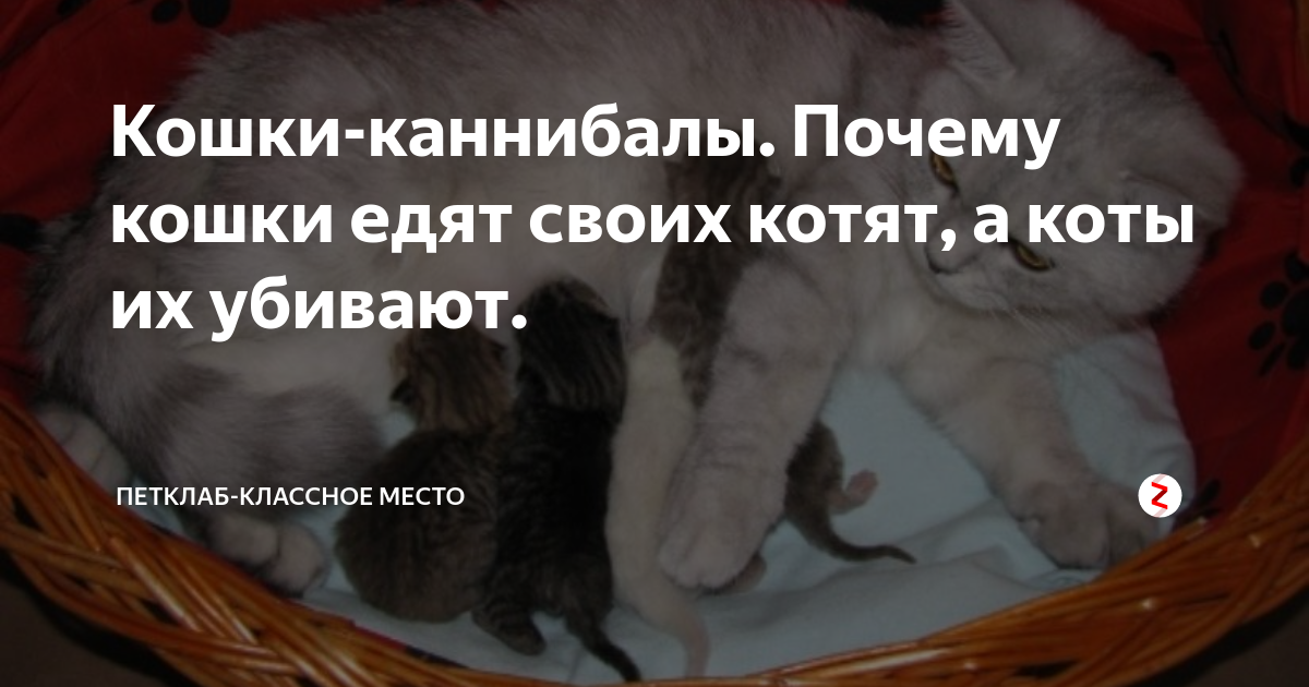 Почему кошки едят котят. Почему кошки съедают Котёнков?. Поедание новорожденных котят.