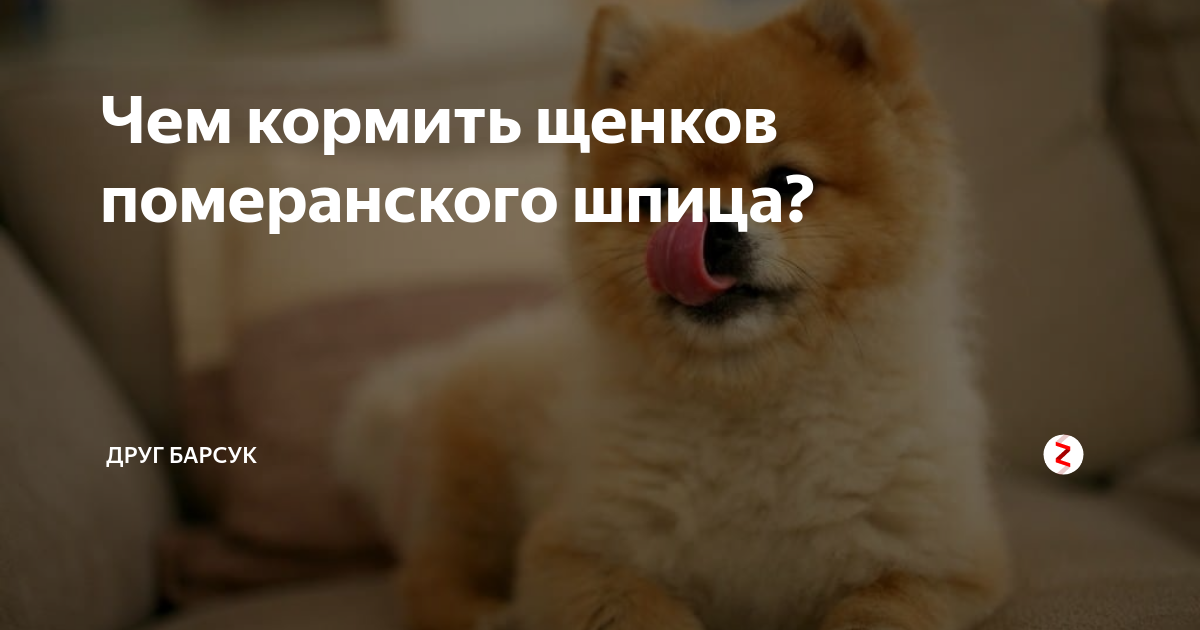 Кормление шпица померанского по возрасту таблица Вес и рост померанского шпица по месяцам, таблица фото щенков по месяцам. pe