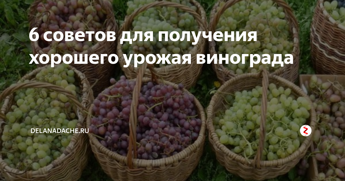 Охрана от болезней и вредителей