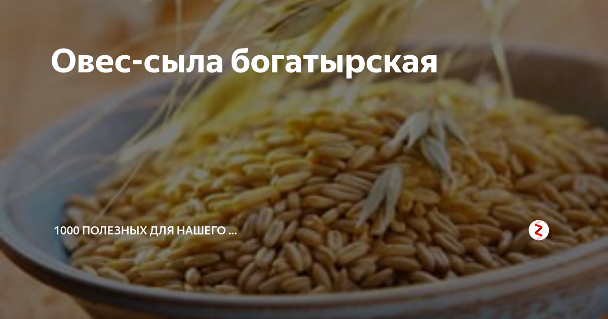 Овес и поджелудочная железа и печень. Овес для поджелудки в термосе. Овес от кашля. Овес для поджелудочной. Отвар овса при бронхите.