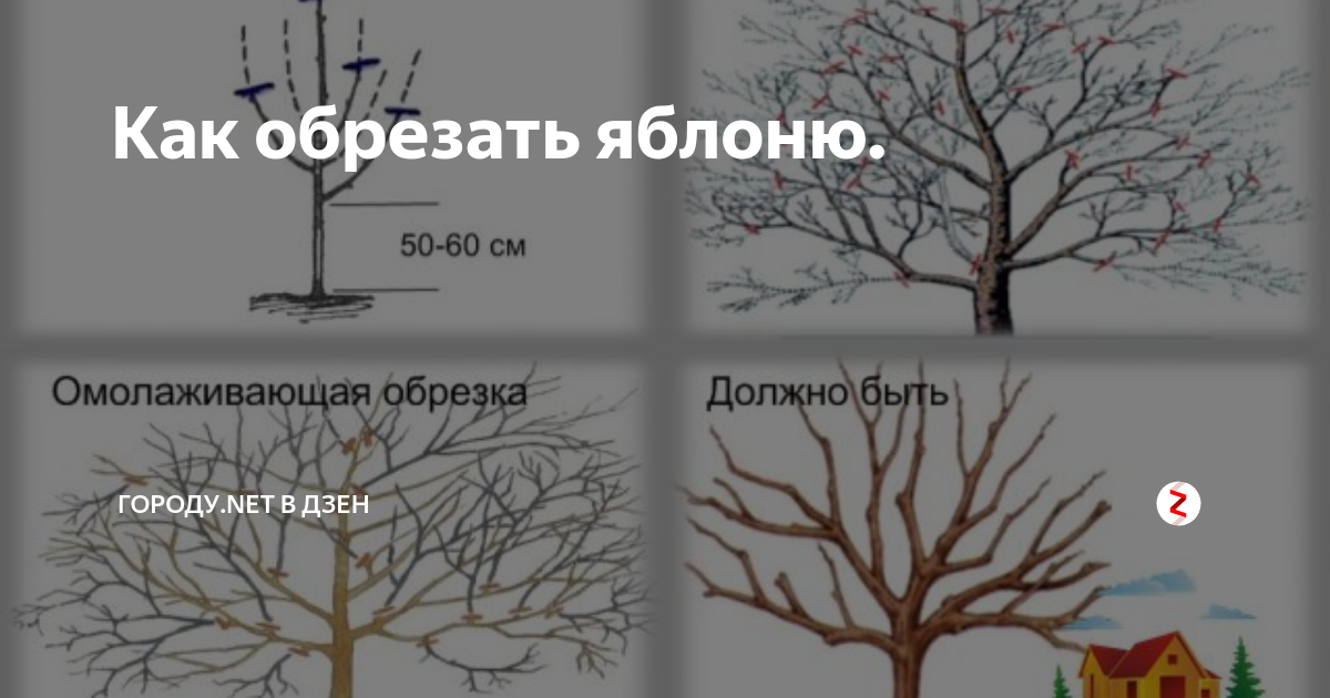 Можно ли обрезать яблони летом в августе. Обрезка старых яблонь весной. как правильно подрезать яблоню. правильная обрезка яблони. обрезка старой яблони.