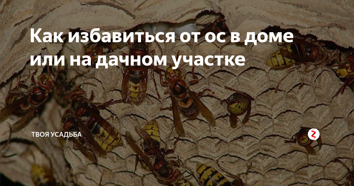 Оса как избавиться дома. Как прогнать ОС. Оса залетела в дом. Как избавиться от ОС во дворе. Как прогнать осу из комнаты.