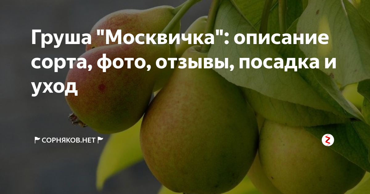 Груша москвичка фото и описание. Мечта садовода яблоня. Отзывы посадка. Груша дуля описание сорта фото. Посев картофеля.