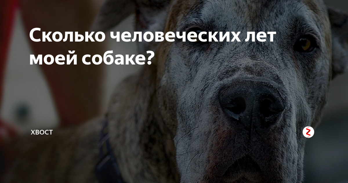 Сколько человеческих лет моей собаке? | Питомцы Mail.ru | Дзен