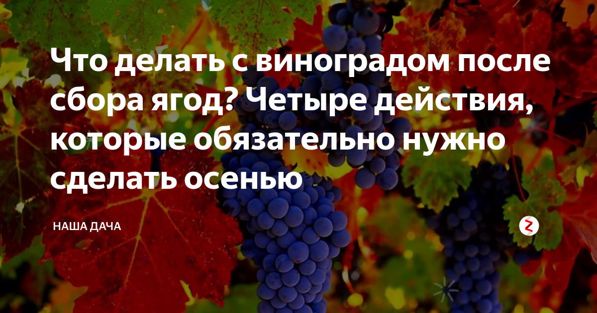 Что делать с виноградом после сбора. 5 обязательных дел, которые нужно сделать с виноградом в октябре. что надо делать с виноградом после того как завязались грозди.