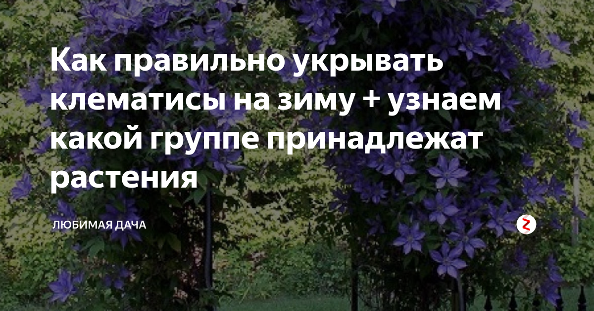 Когда укрывать клематисы на зиму. Клематис Асао укрытие на зиму. Надо ли укрывать клематис на зиму. Укрываем клематисы на зиму просто и надежно. Укрытие клематиса крупноцветного на зиму.