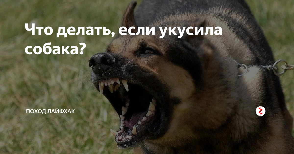 К чему снится что тебя кусает собака. Если вас укусила собака. Что будет если укусила собака.