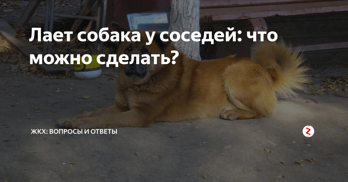 Лай собаки в частном секторе. Собака лает. Лай соседской собаки. Соседская собака постоянно лает. У соседей воет собака