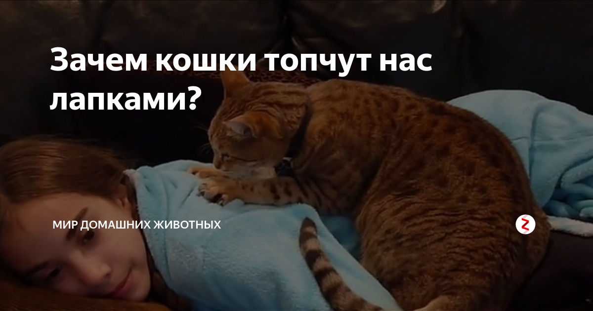 Кошка топчет человека. Кошка топчется. Почему кошки топчутся. Почему кошки топчут лапками. Кот топчется на месте.