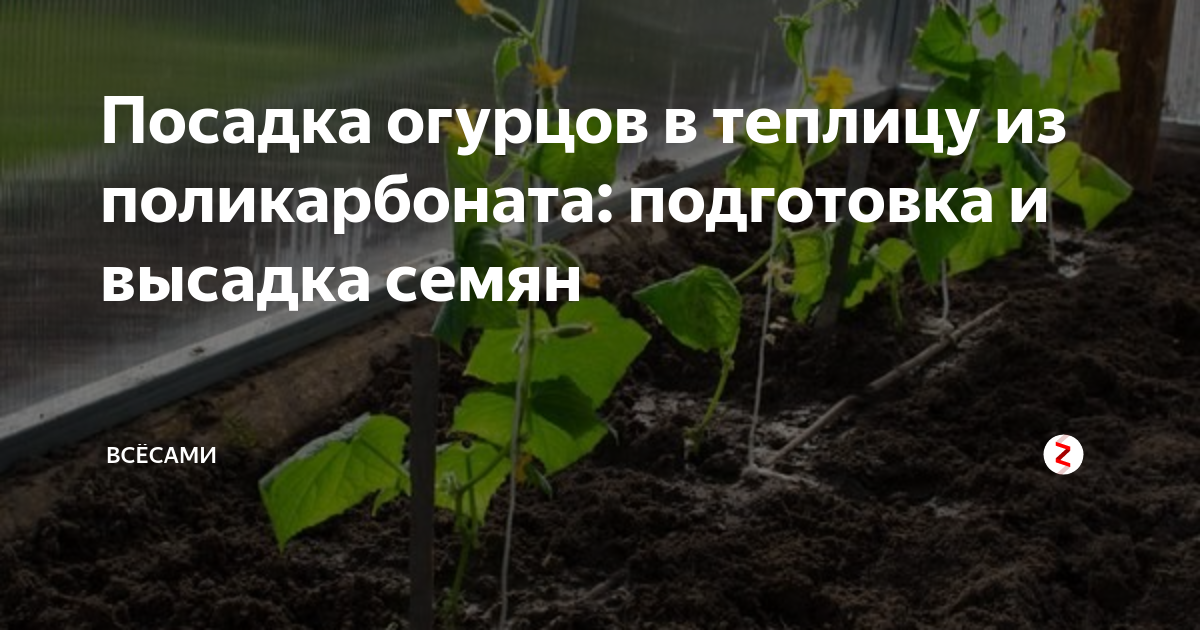 Как сажать огурцы в теплице семенами схема посадки