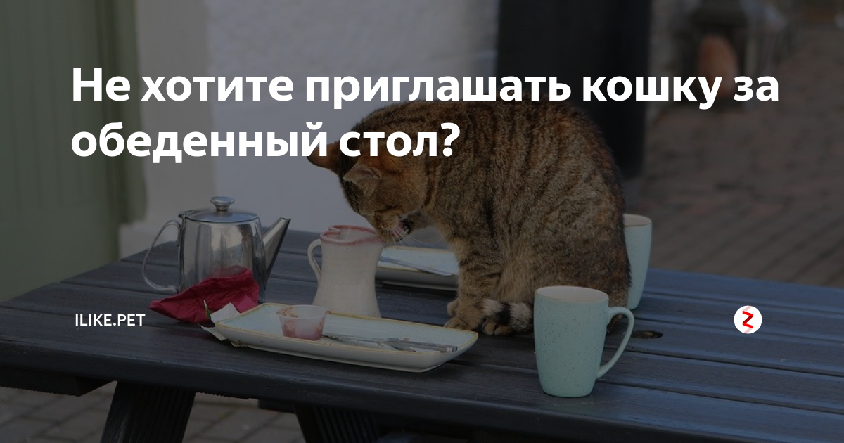 Кошка с котятами спряталась спрятались под стол