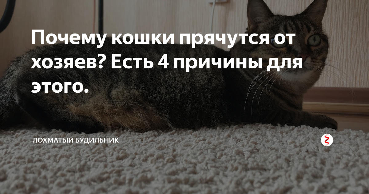 Почему коты уходят из дома. Перед смертью коты уходят. Почему кошки уходят из дома перед смертью. Почему коты уходят перед смертью. На сколько кошки уходят из дома