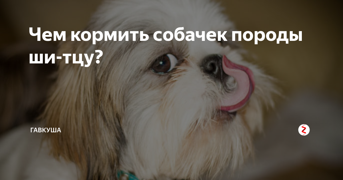 Чем нужно кормить ши тцу?