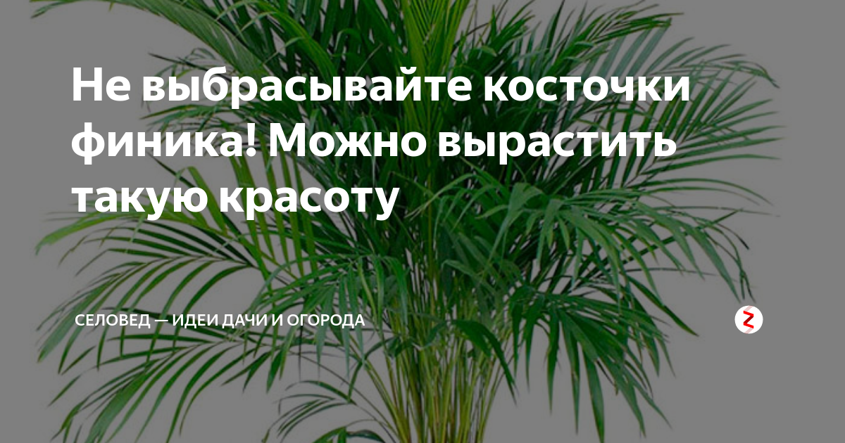 Косточки от фиников сохраните, рассказываю, что можно из них сделать