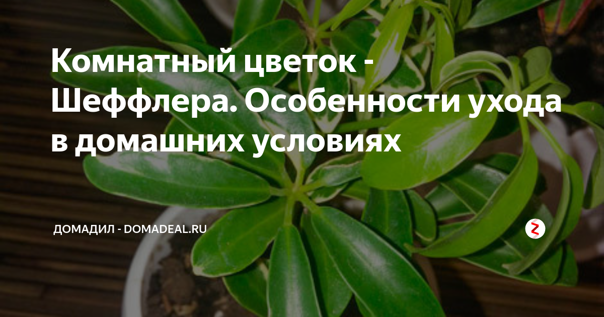 Комнатный цветок Шеффлера — уход, пересадка и способы борьбы с вредителями