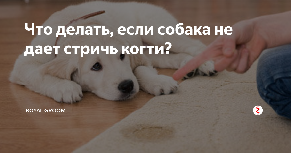 что делать если собаку тошнит но не рвет