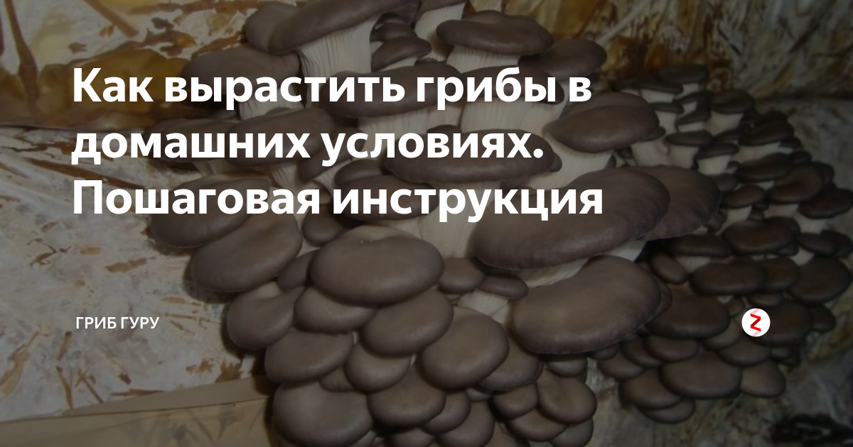 Как сделать чтобы росли грибы. Грибы выращивают на теле человека. настройка вешенка гриб показания. проблемная ситуация по выращиванию гриба вешенка.