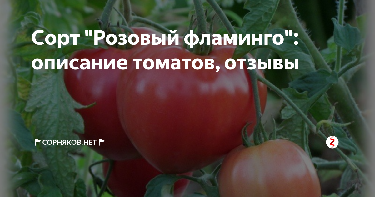Сорт помидора фламинго