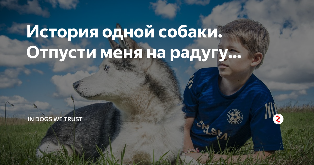 In dogs we trust дзен