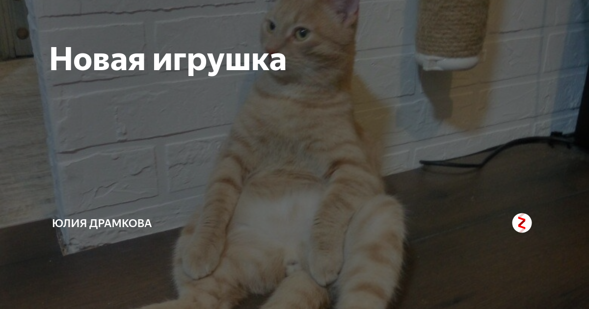 Записки о коте скизи. Скизи мазанкин. Скизи дзен новое. Скизи мазанкин кот. Скизи дзен новое.