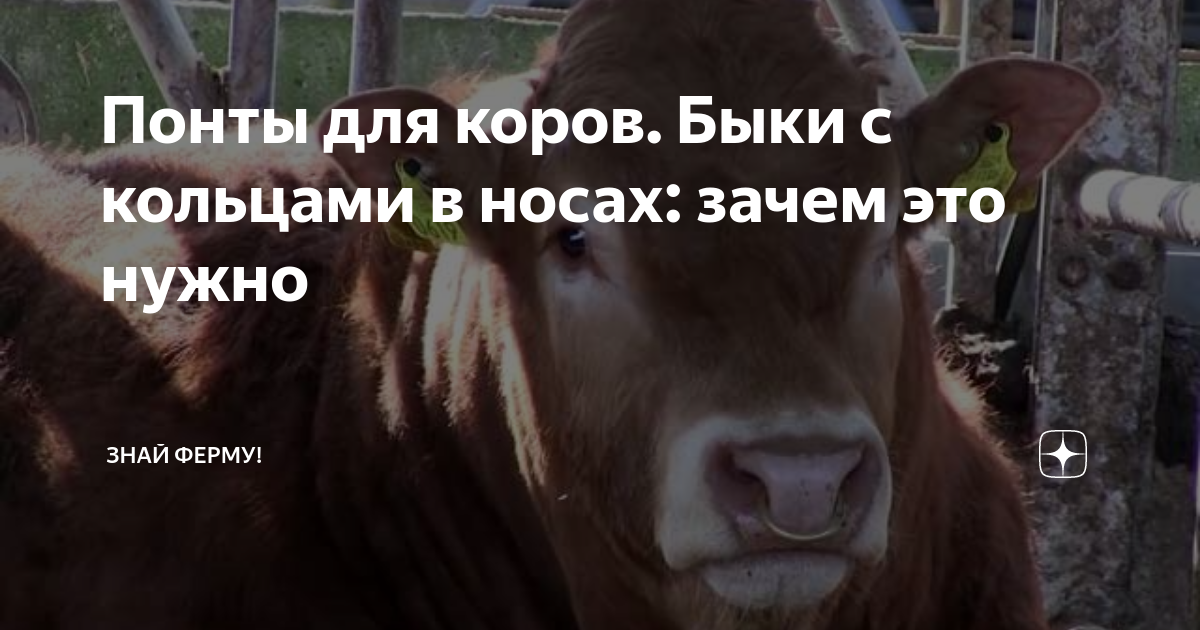 Понты для коров. Быки с кольцами в носах: зачем это нужно | Знай ферму ...