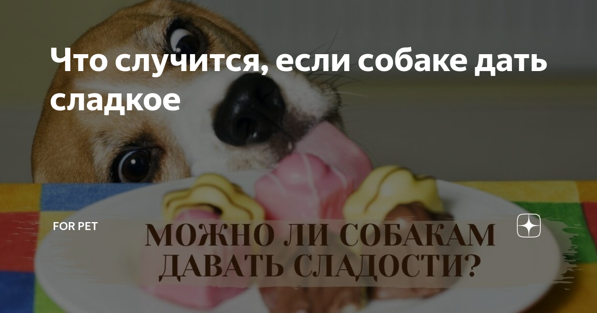 Почему собаке сладкое