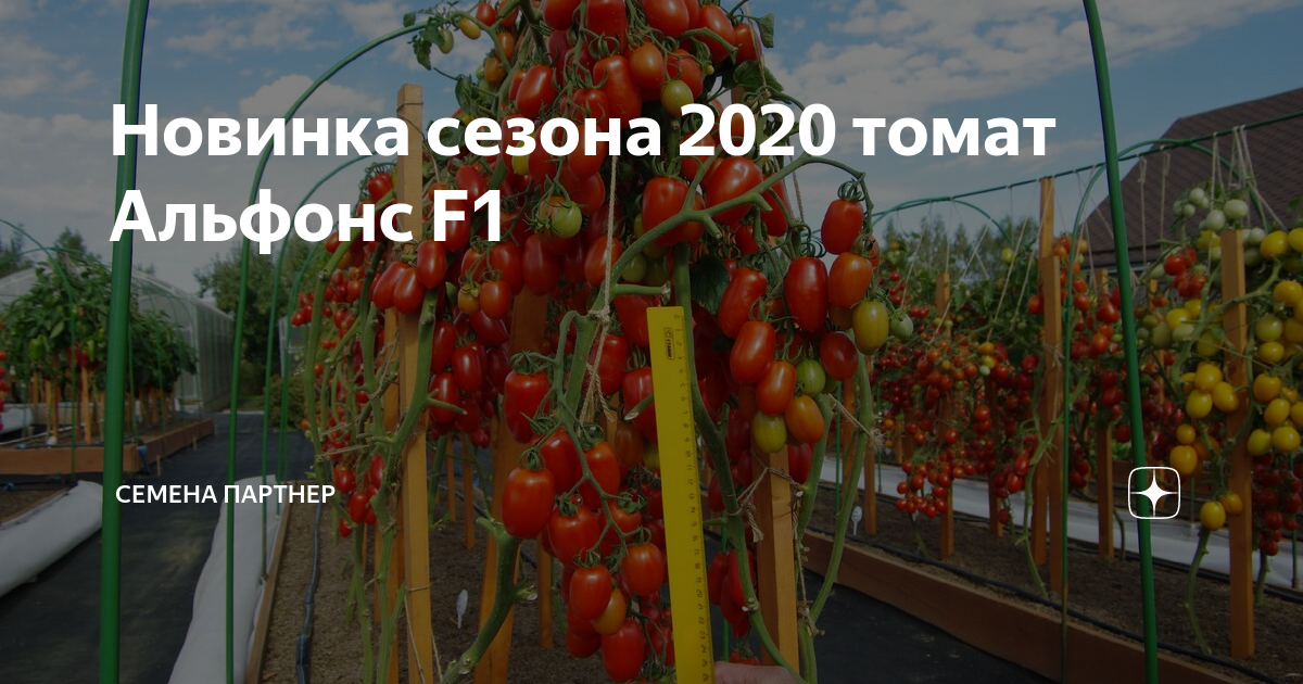 Совместные покупки - Томск - 76761/ Томат Шоу Мен F1 Партнер : Хозяйственный рай