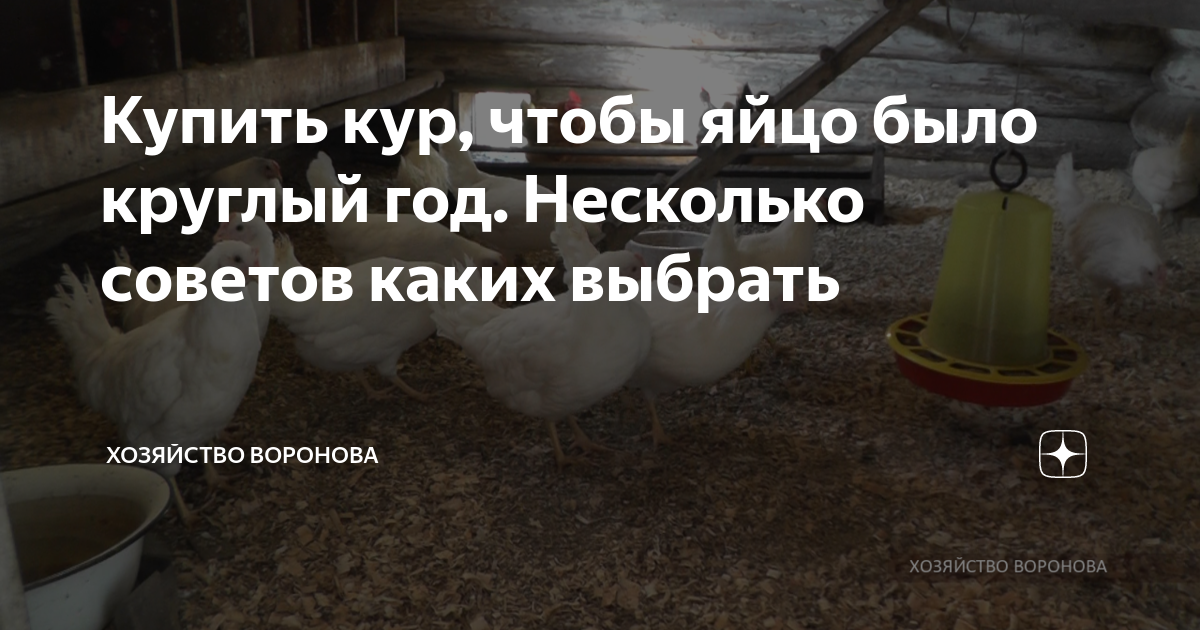 Купить кур, чтобы яйцо было круглый год. Несколько советов каких ...
