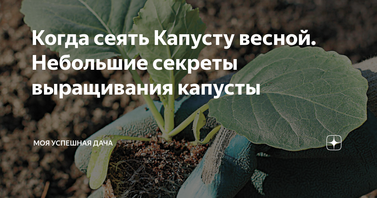 Когда посеять капусту на рассаду в 2025. Когда сеять капусту. посадка капусты 6 мая. посадка капусты вологодская область. как посеять капусту декоративно кружевная мозаика.