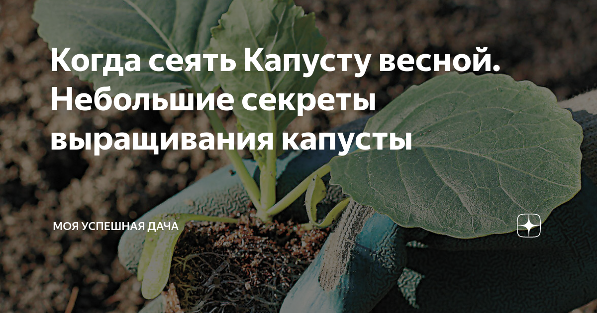 После чего сажать капусту весной. Когда сеять капусту. Посадка капусты 6 мая. Посадка капусты Вологодская область. Как посеять капусту декоративно кружевная мозаика.