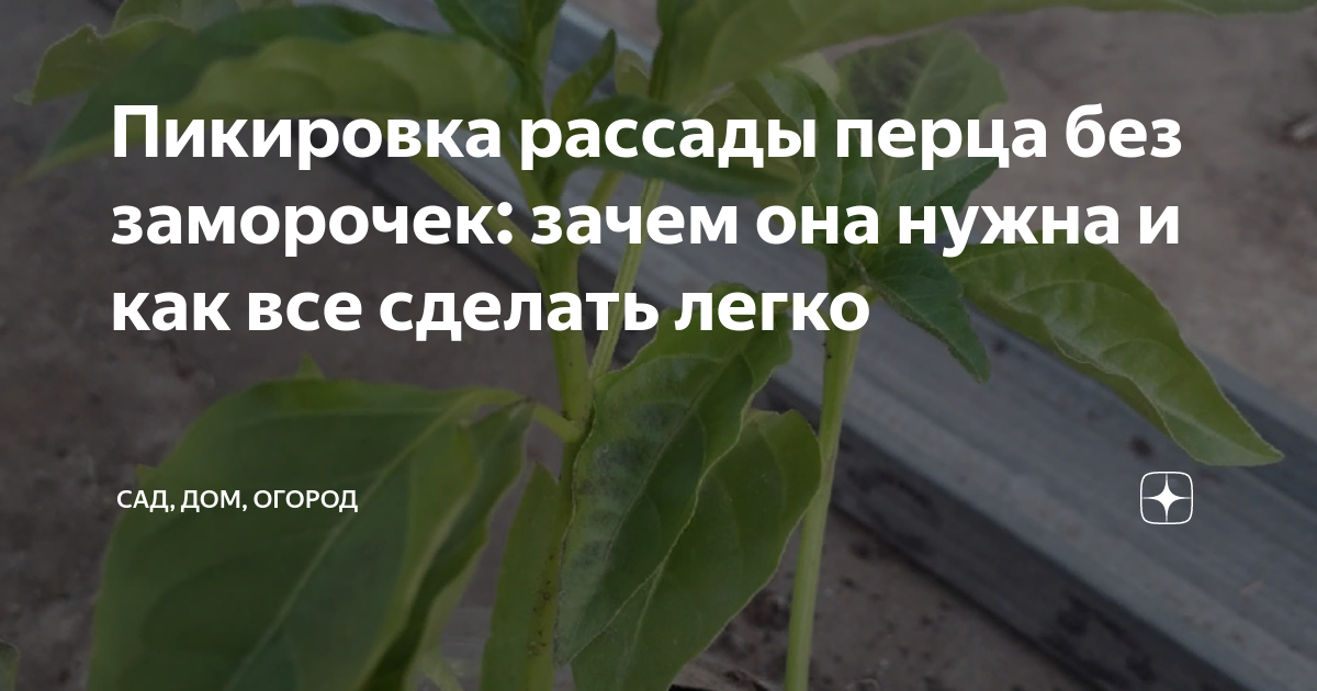 Можно ли сажать перец без пикировки. Посеять перец без пикировки. Можно ли сажать перец без пикировки. Рассада перца картинки. Можно ли сажать перец без пикировки.