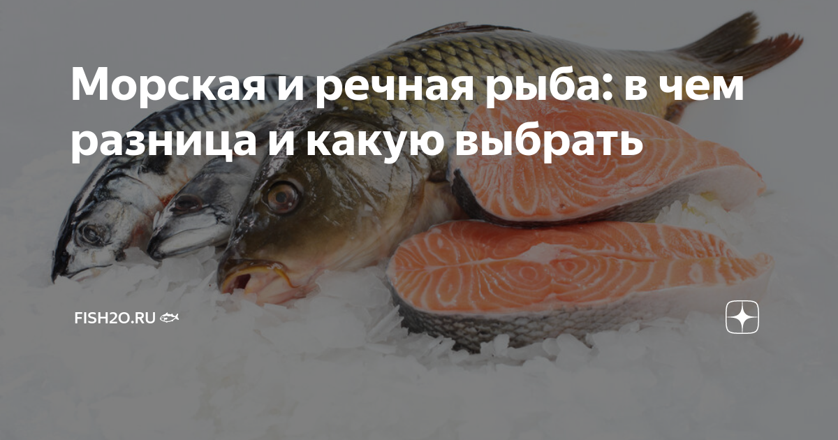 Речная рыба ока