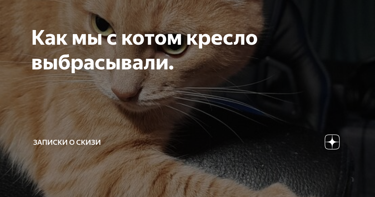 Как мы с котом крысу ловили в туалете