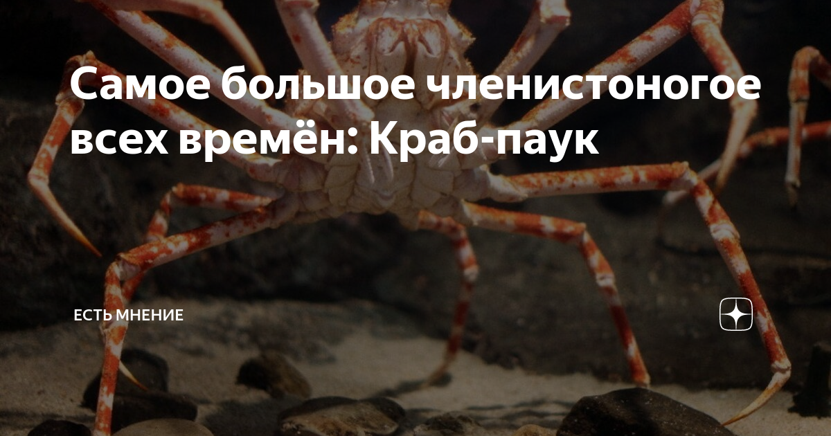 Самое большое членистоногое всех времён: Краб-паук | Есть мнение | Дзен
