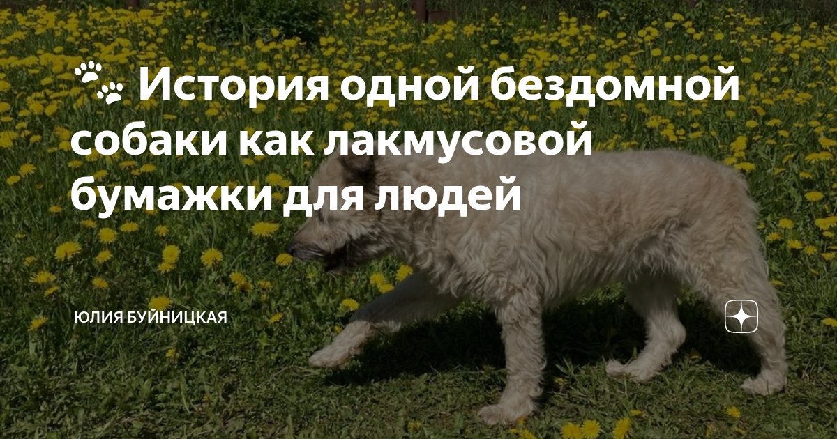🐾 История одной бездомной собаки как лакмусовой бумажки для людей ...