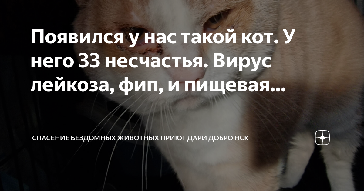 Приют дари добро нск