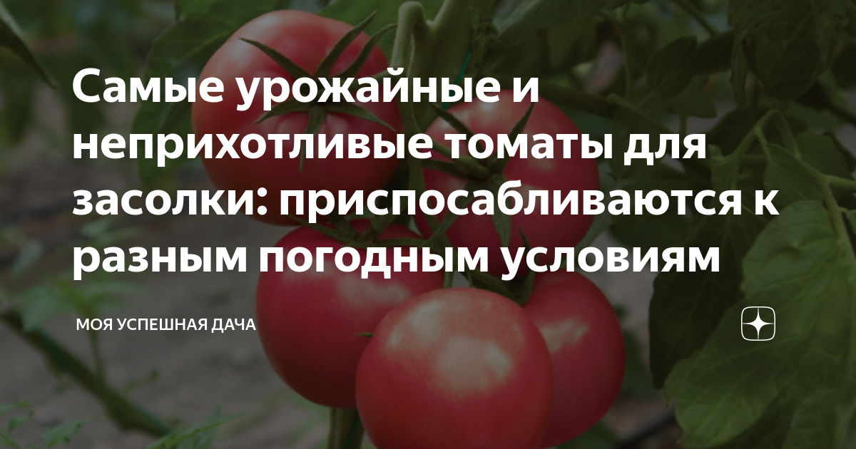 Самые урожайные и неприхотливые томаты для засолки: приспосабливаются к ...