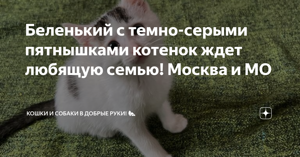 К чему снятся котята?