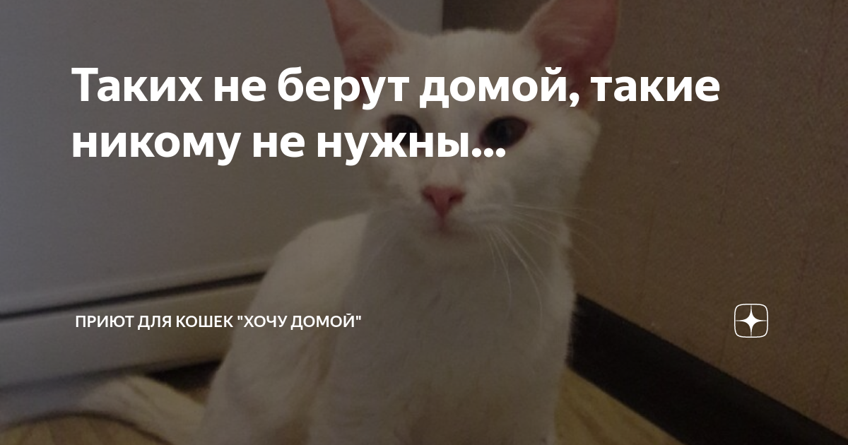 День бездомных животных. Включи не заберу. Включи не заберу. Агрессивный кот мем. Включи не заберу.