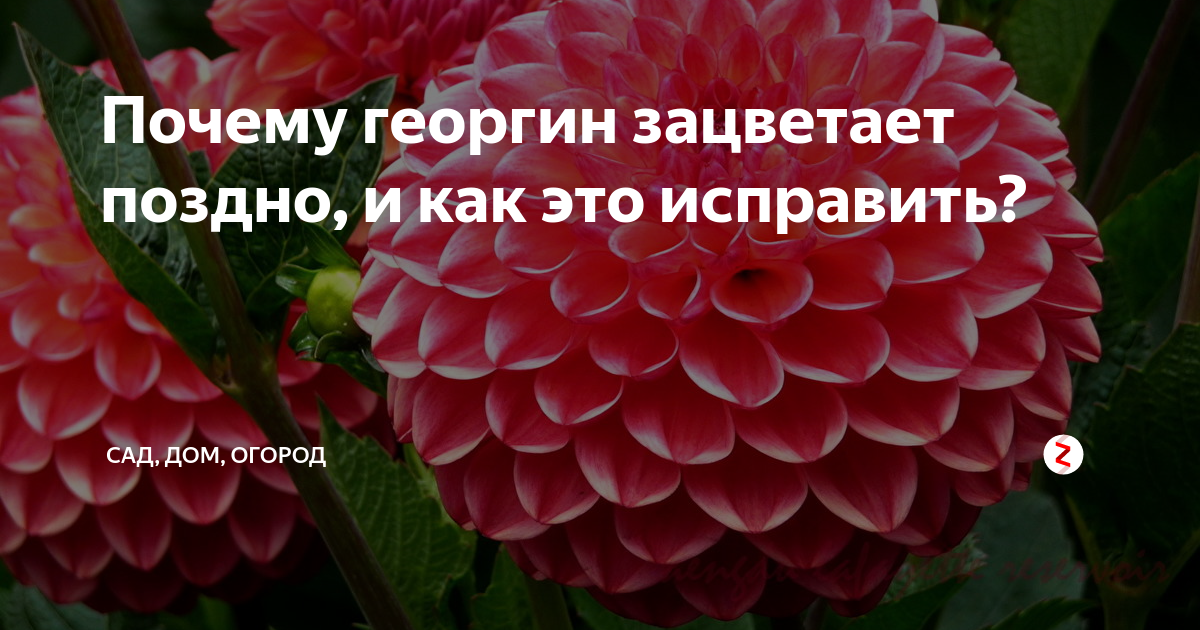 Георгина декоративная Бригитта Алида I/К — купить по выгодной цене в интернет-магазине Колорлон