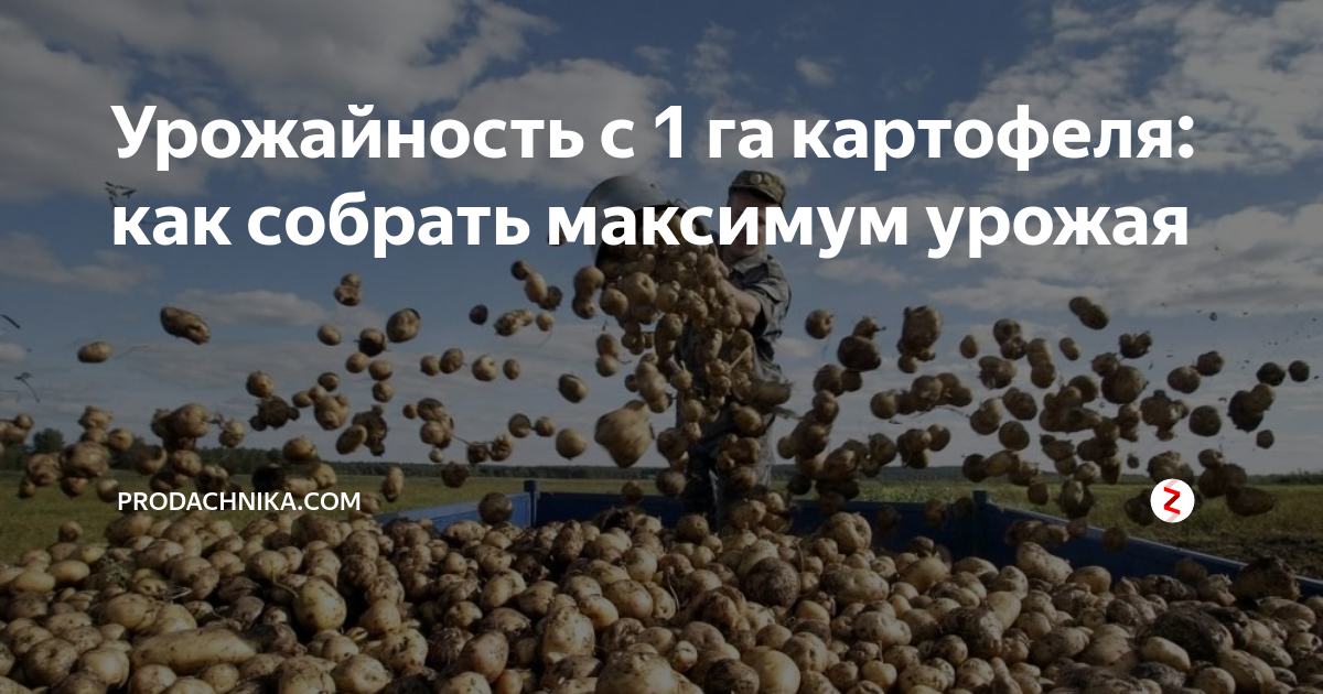 Факторы, влияющие на выход урожая