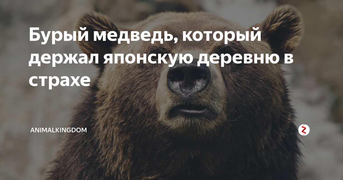 Приснился медведь. Приснился медведь к чему. Сонник-толкование медведь. Медведь во сне к чему снится женщине. К чему снится медведь женщине.