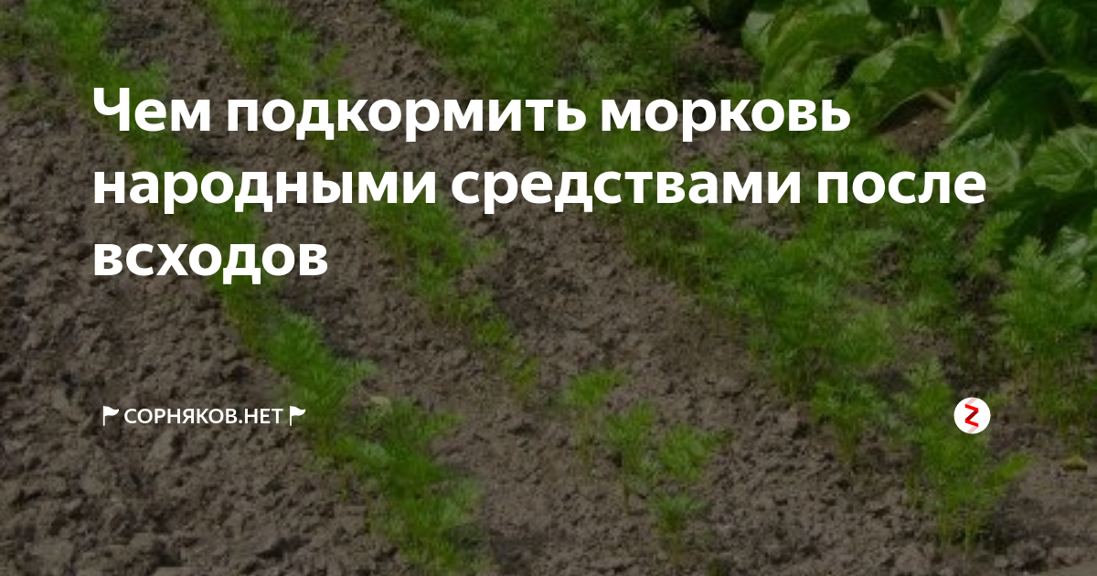 Подкормить морковь после всходов