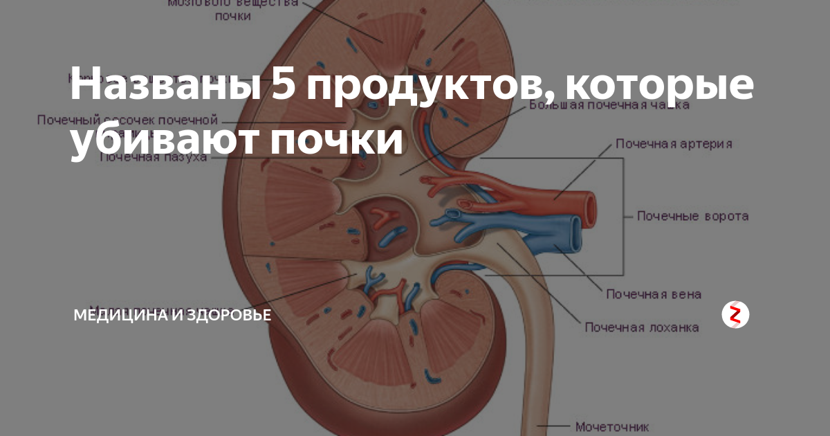 Может ли болеть одна почка. Почки. Почки спереди. Почки человека и их болезни. Здоровье почек.