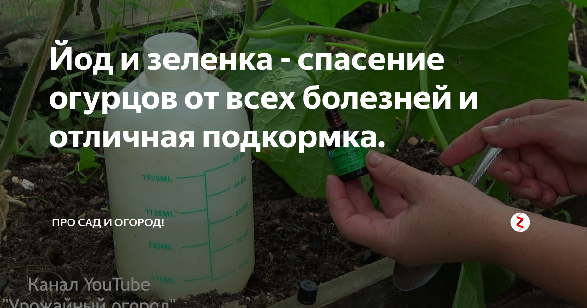 Подкормка огурцов зеленкой. Обработка огурцов зеленкой. Зеленка и аммиак для огурцов. Пероноспороз огурцов лечение зеленкой. Чем поливать огурцы чтобы быстрее росли и плодоносили.