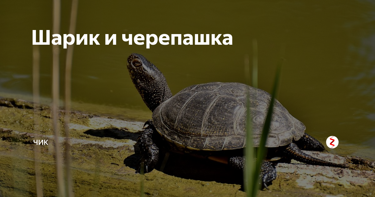 @sonyakera @sonyakera подписаться. Фнаф понос. @sonyakera @sonyakera подписаться. Глюк аниматроники. Джанесса лорен.